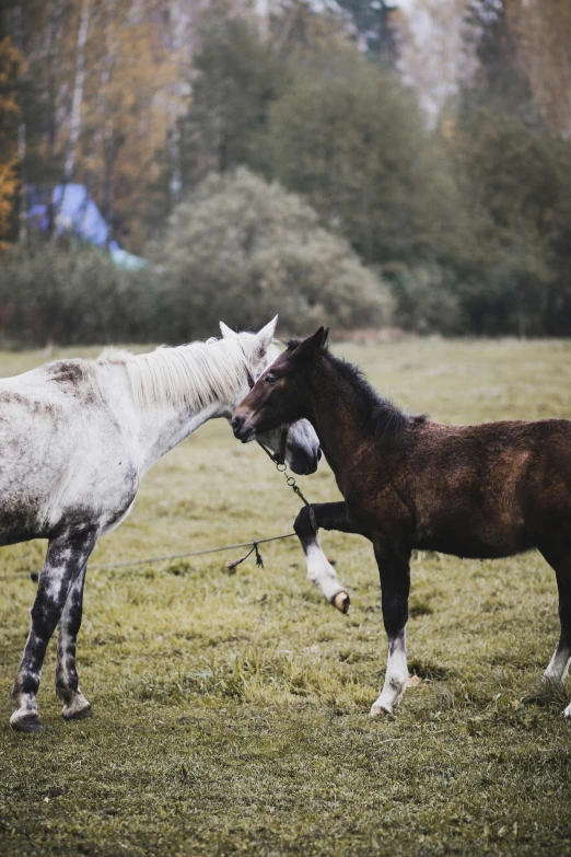 two horses fighting on an open grassy field