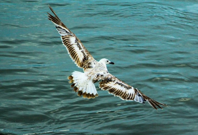 a bird flying low over the water