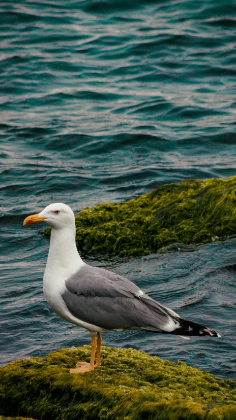 there is a bird that is standing on a rock by the water