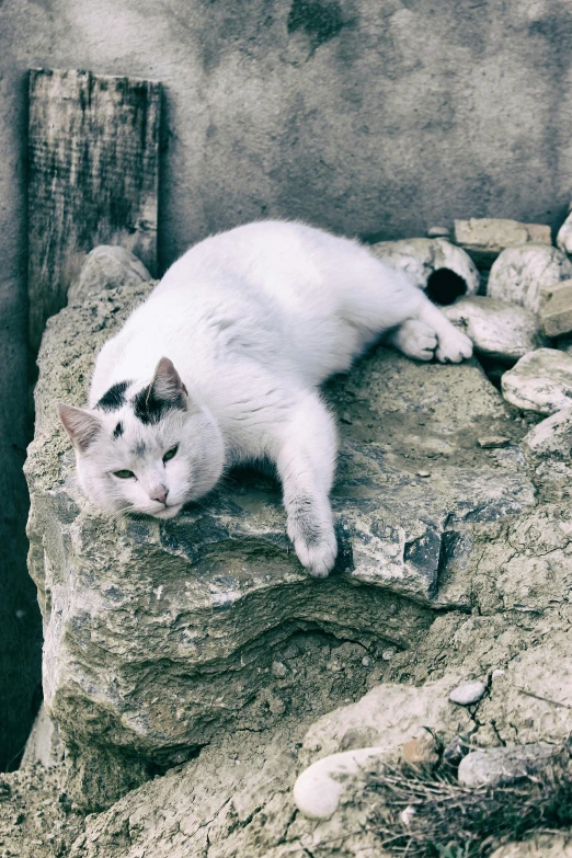 a white cat laying on top of rocks in front of a building