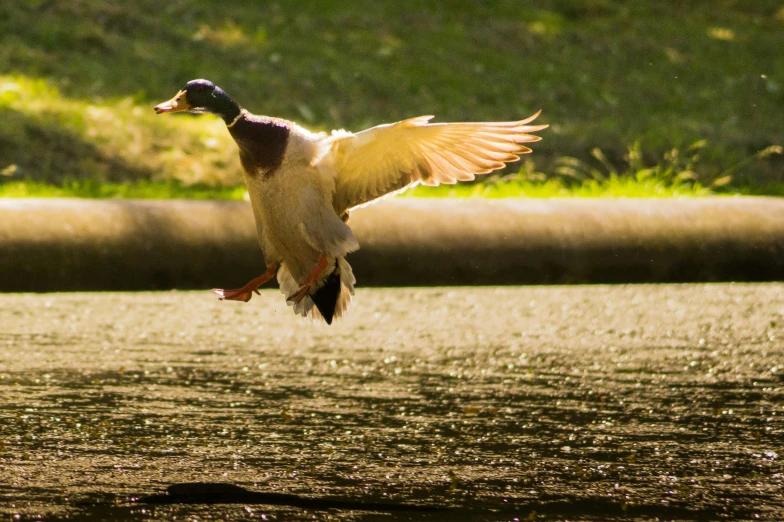 a large white duck flying with its wings spread