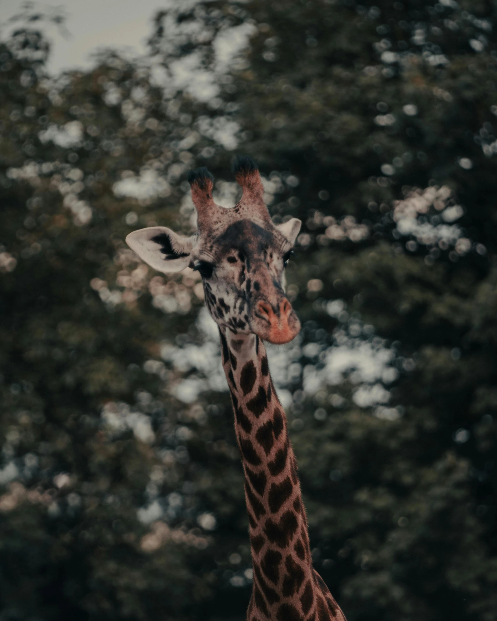 a giraffe standing next to trees with leaves