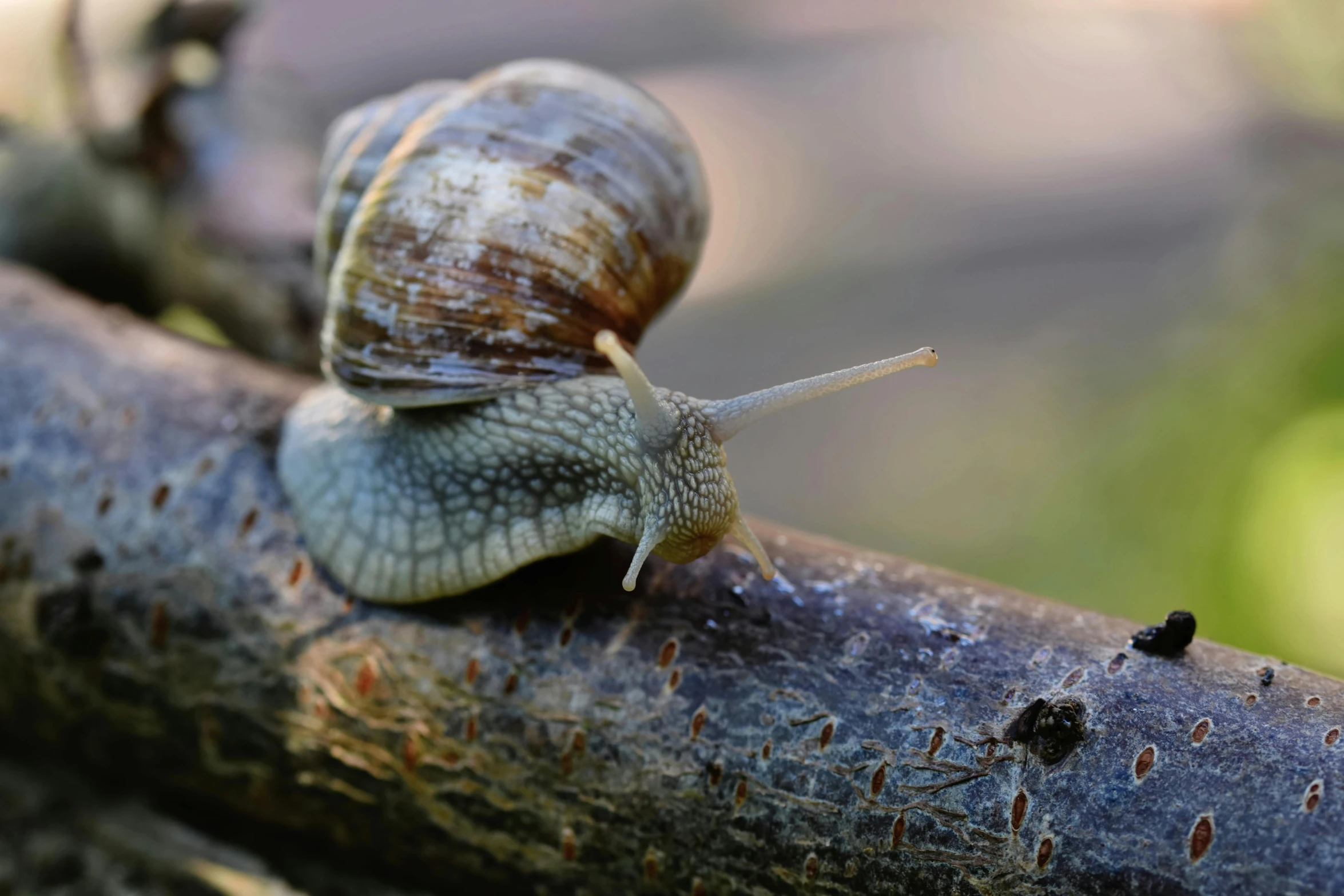 a small snail sitting on the top of a wooden stick