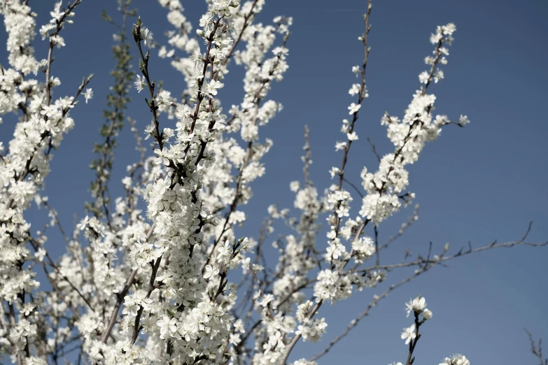 close up view of blossoming tree with blue sky background