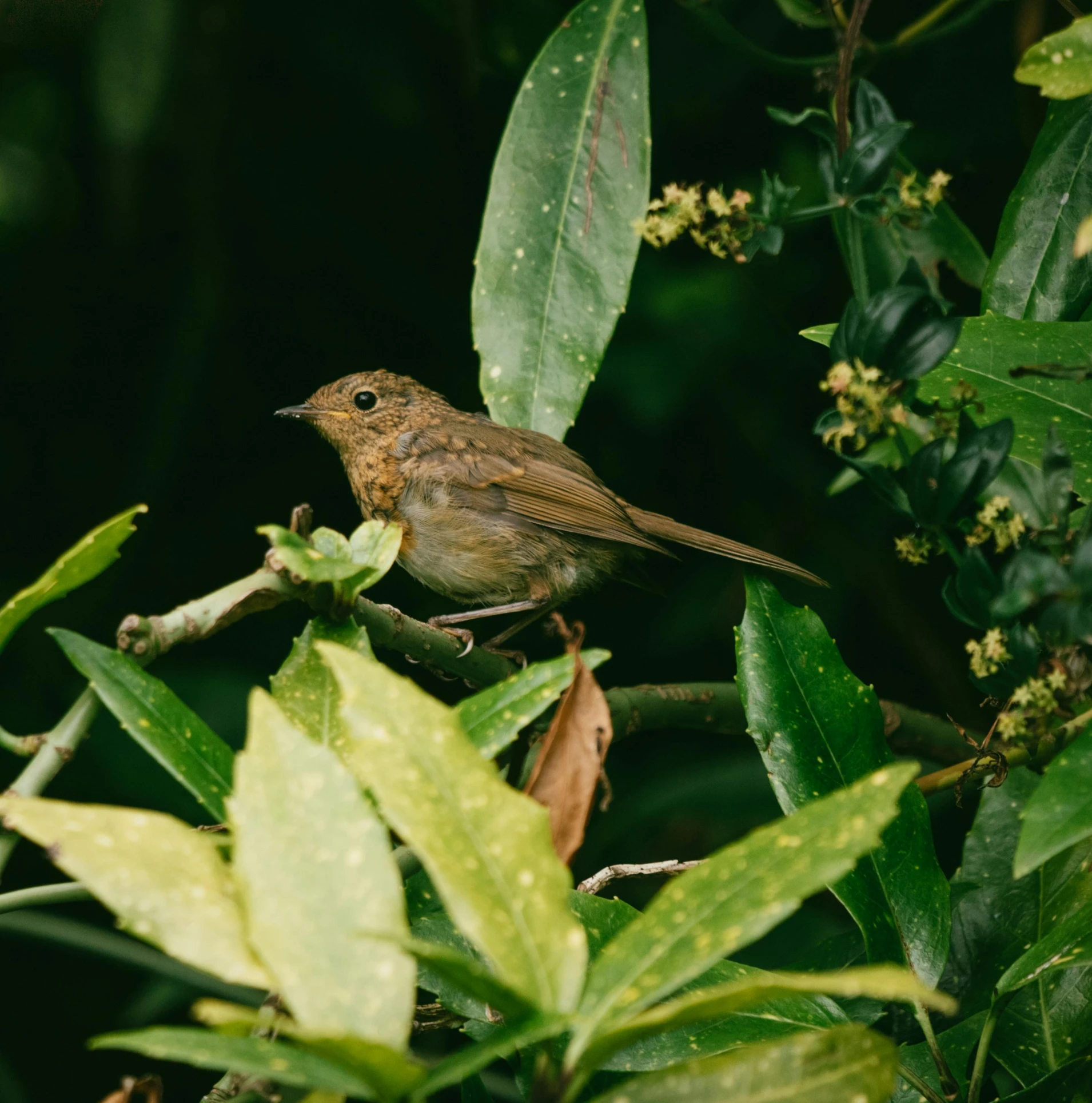 a bird with brown feathers sitting on a nch