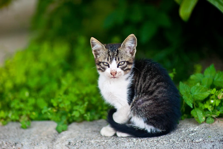 a striped kitten sitting on the ground