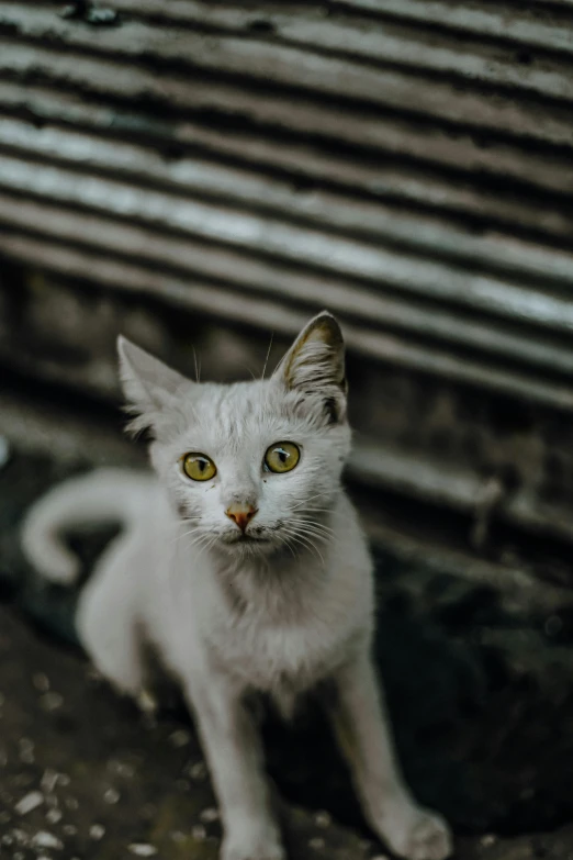 a cat sitting outside, with very intense eyes