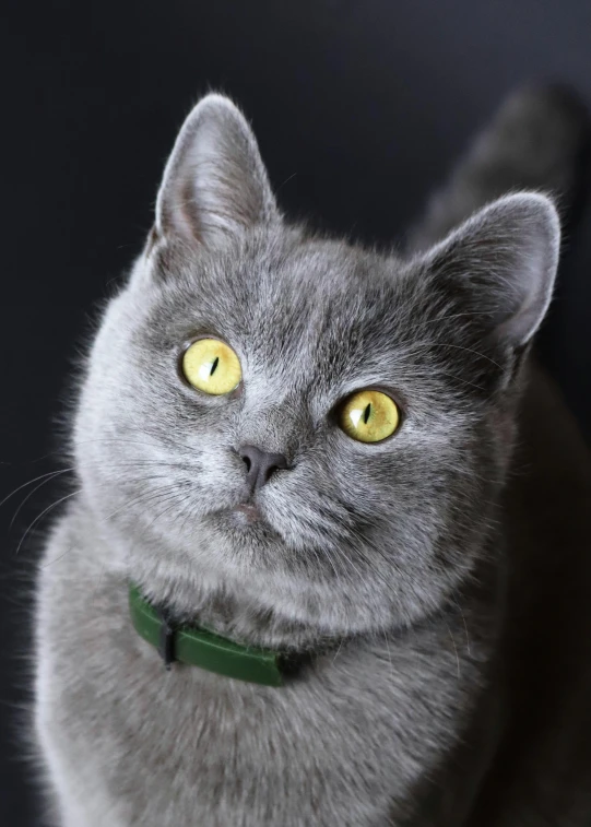 a gray cat with yellow eyes and a collar