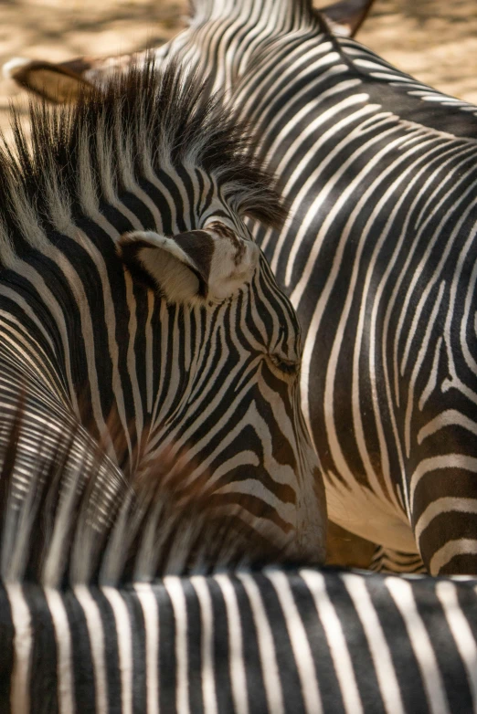 a herd of zes that are standing next to each other