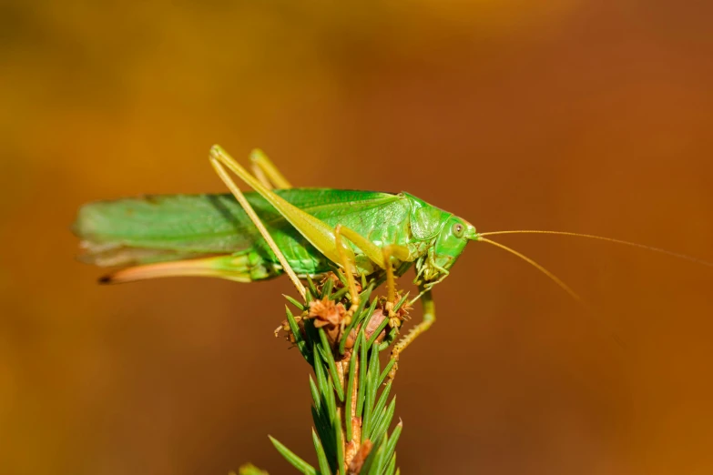 green insect with antennae and antennae, on a twig