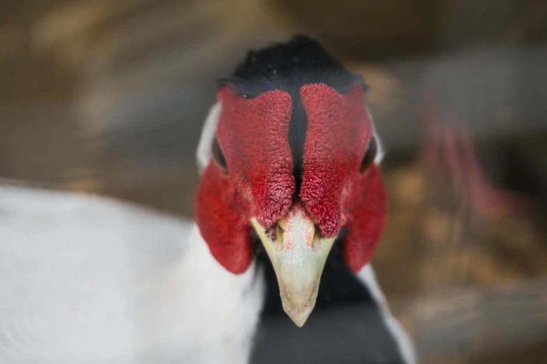 a close up of the head and face of a red - headed bird