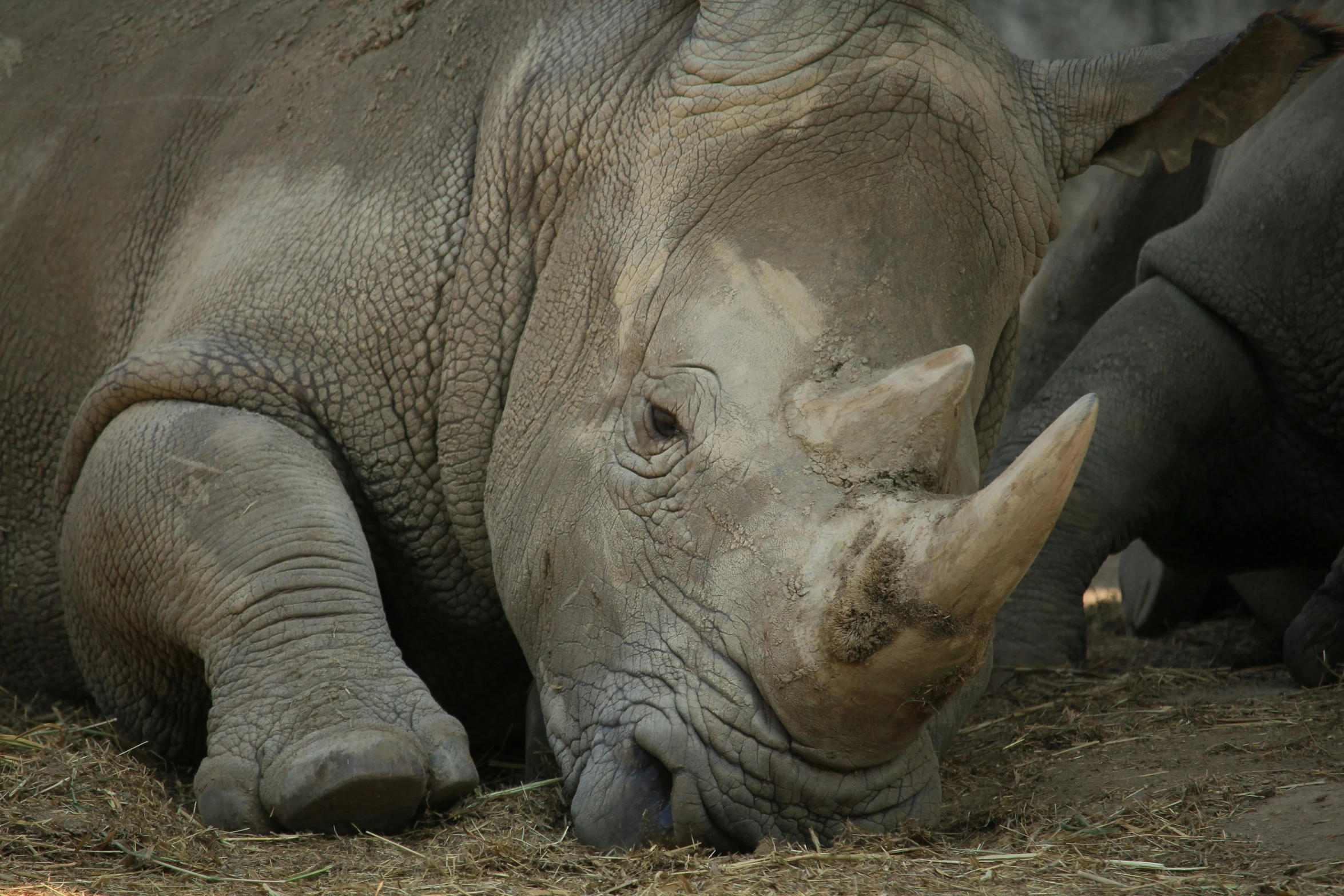 closeup of rhinoceros lying down with one eye closed