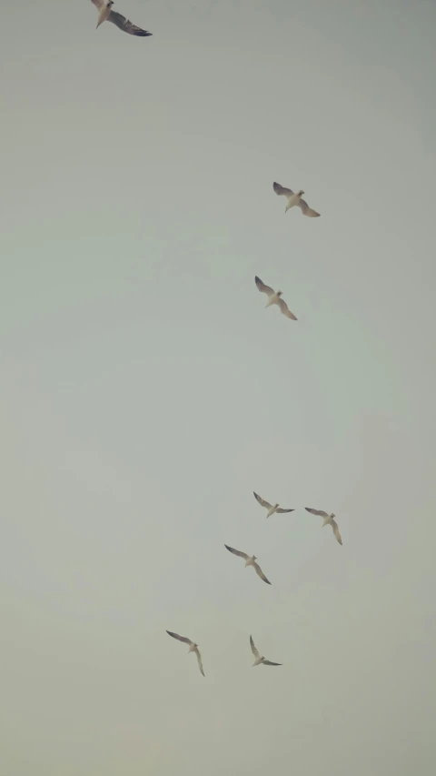 a large group of birds flying through the air