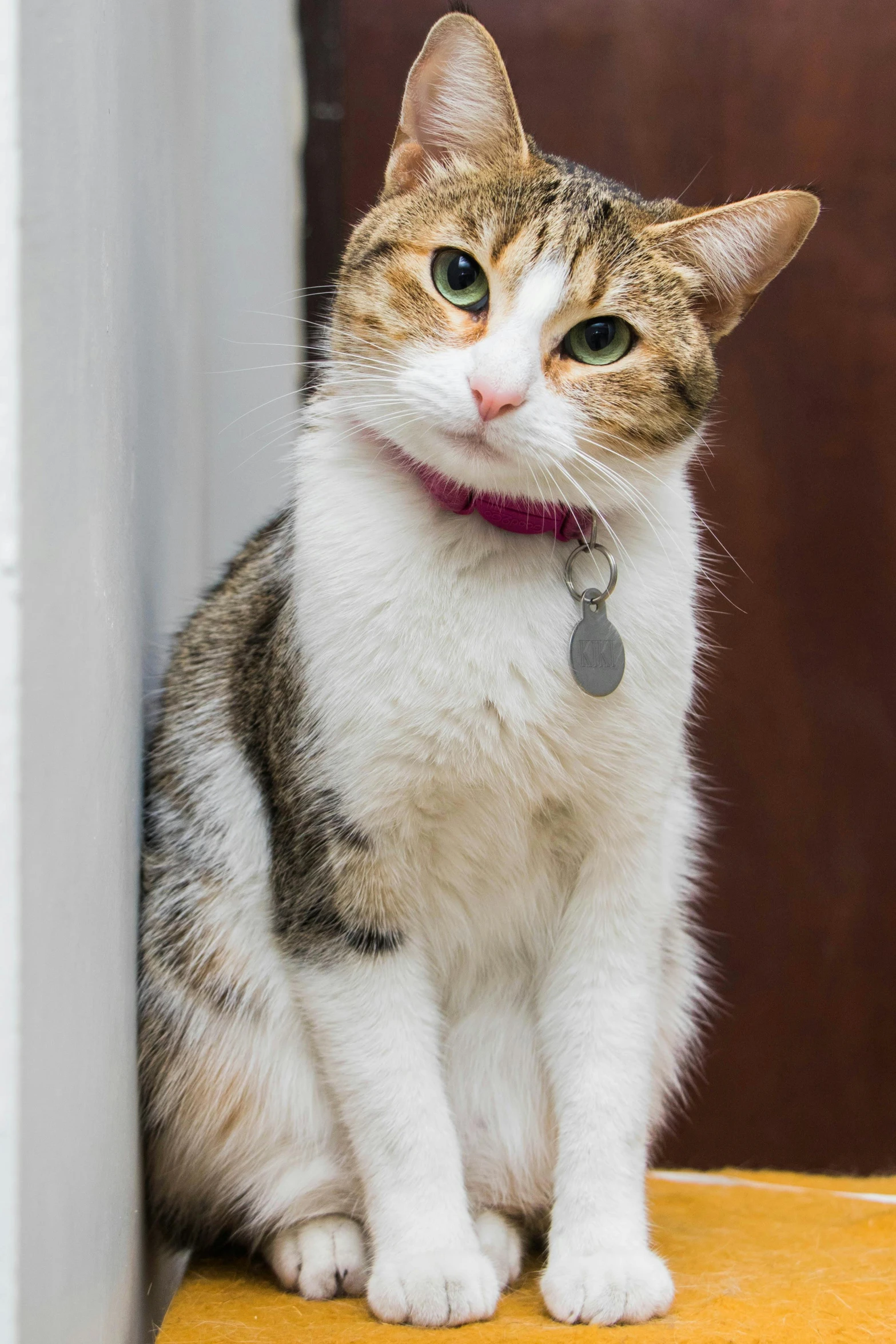 a cat with a small tag sitting on a counter