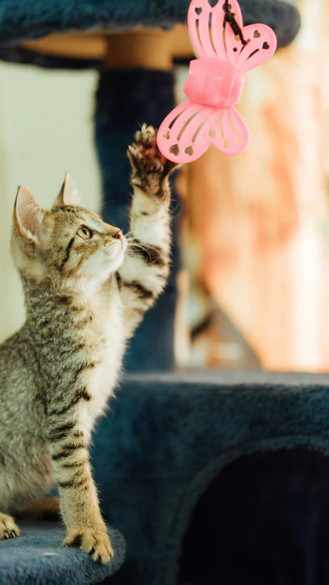 the cat is playing with the erfly toy