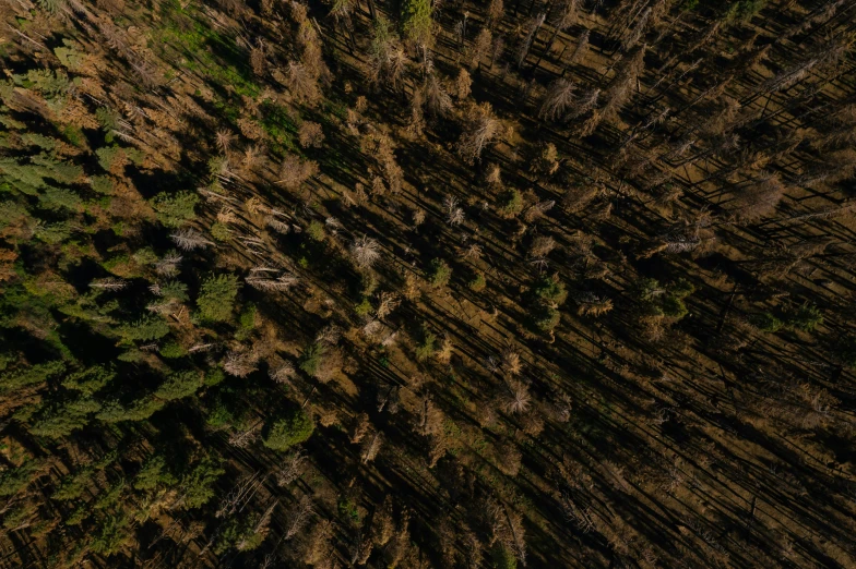 aerial view of trees, including tall nches