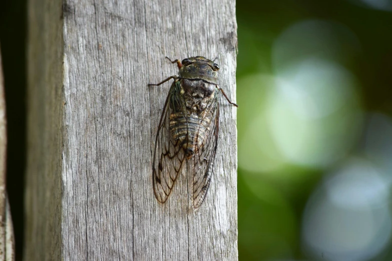 a bug that is sitting on a piece of wood