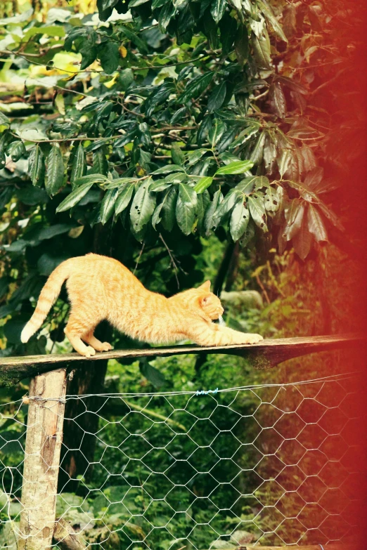 a cat walking on a rail behind a wire fence