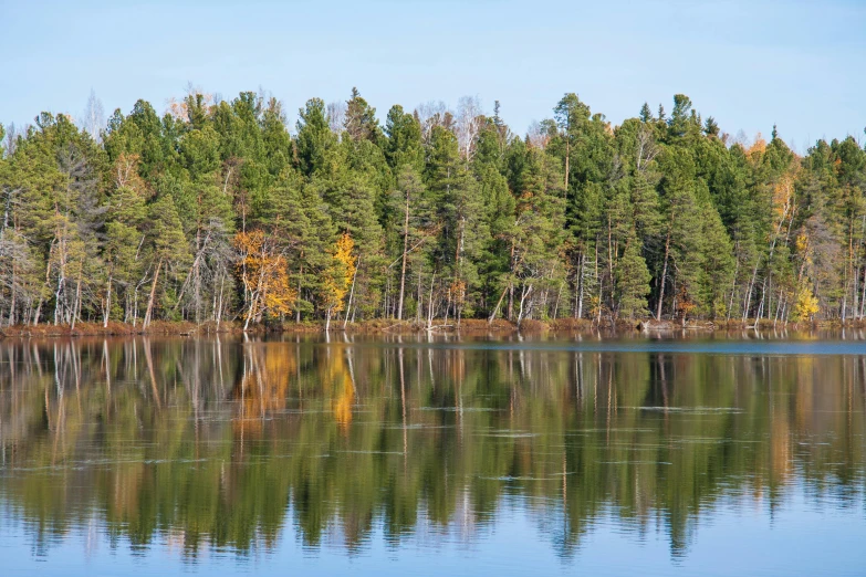 trees are reflected in the still water of a lake