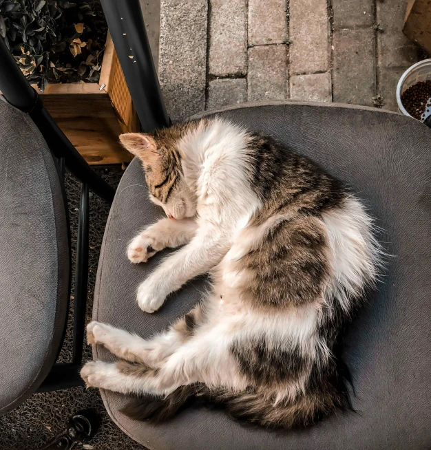 a brown and white cat sleeps on top of an outdoor chair