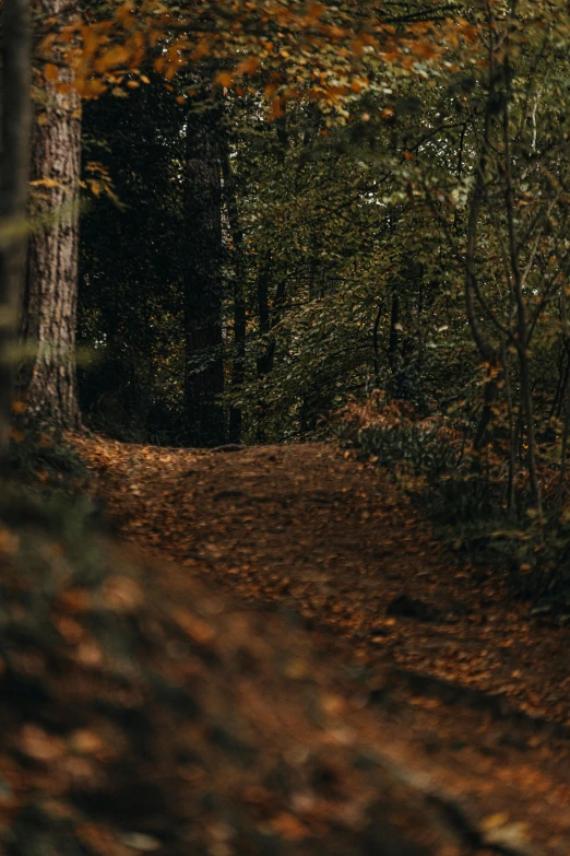 a person walking through a forest during the day