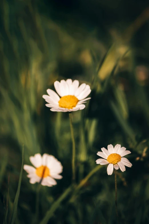 daisies are in their own flower arrangements among the grass