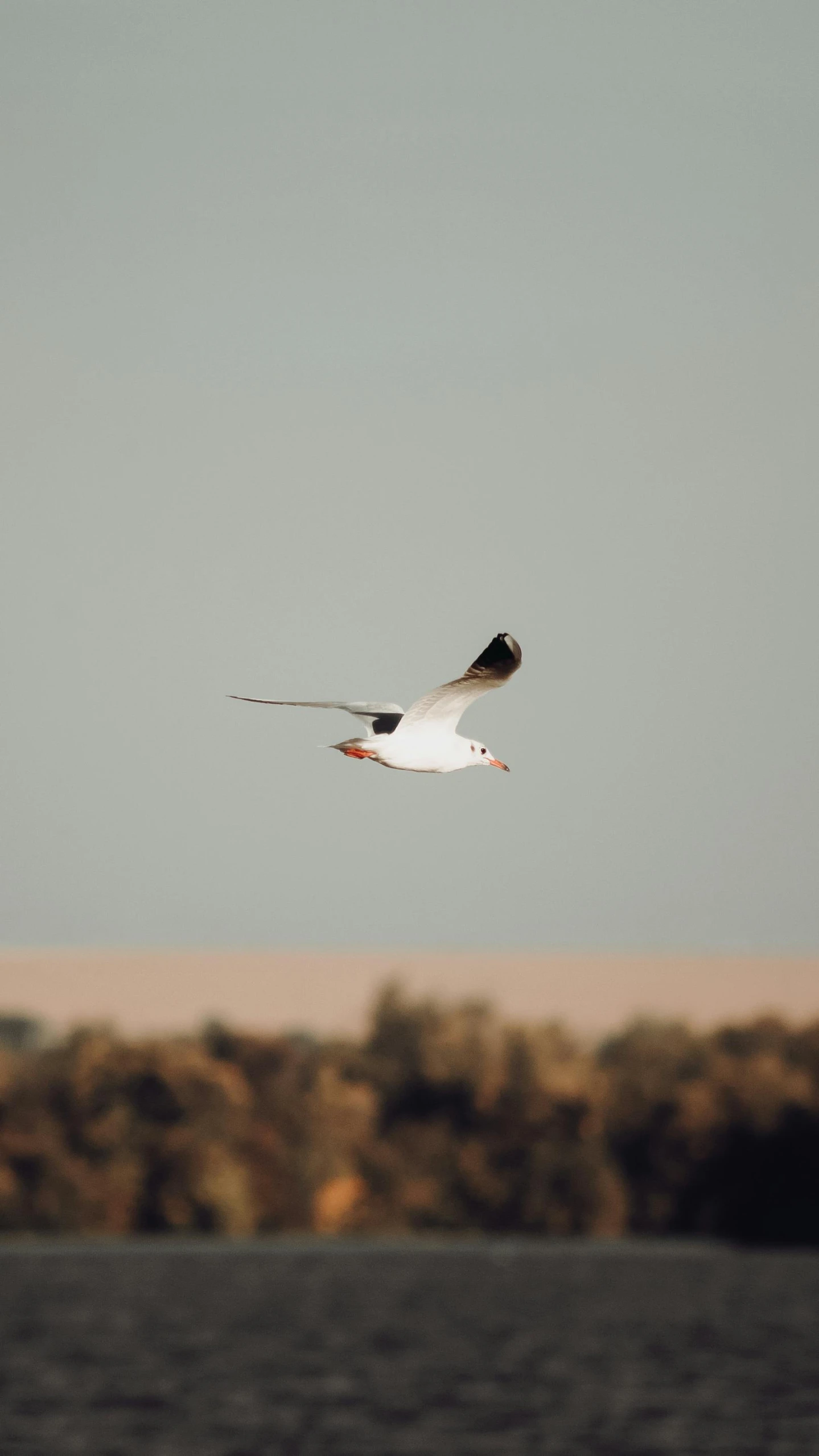 a seagull flying over a body of water