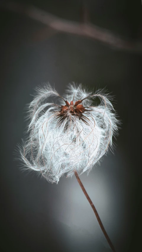 a dandelion with a single brown flower sticking out of it