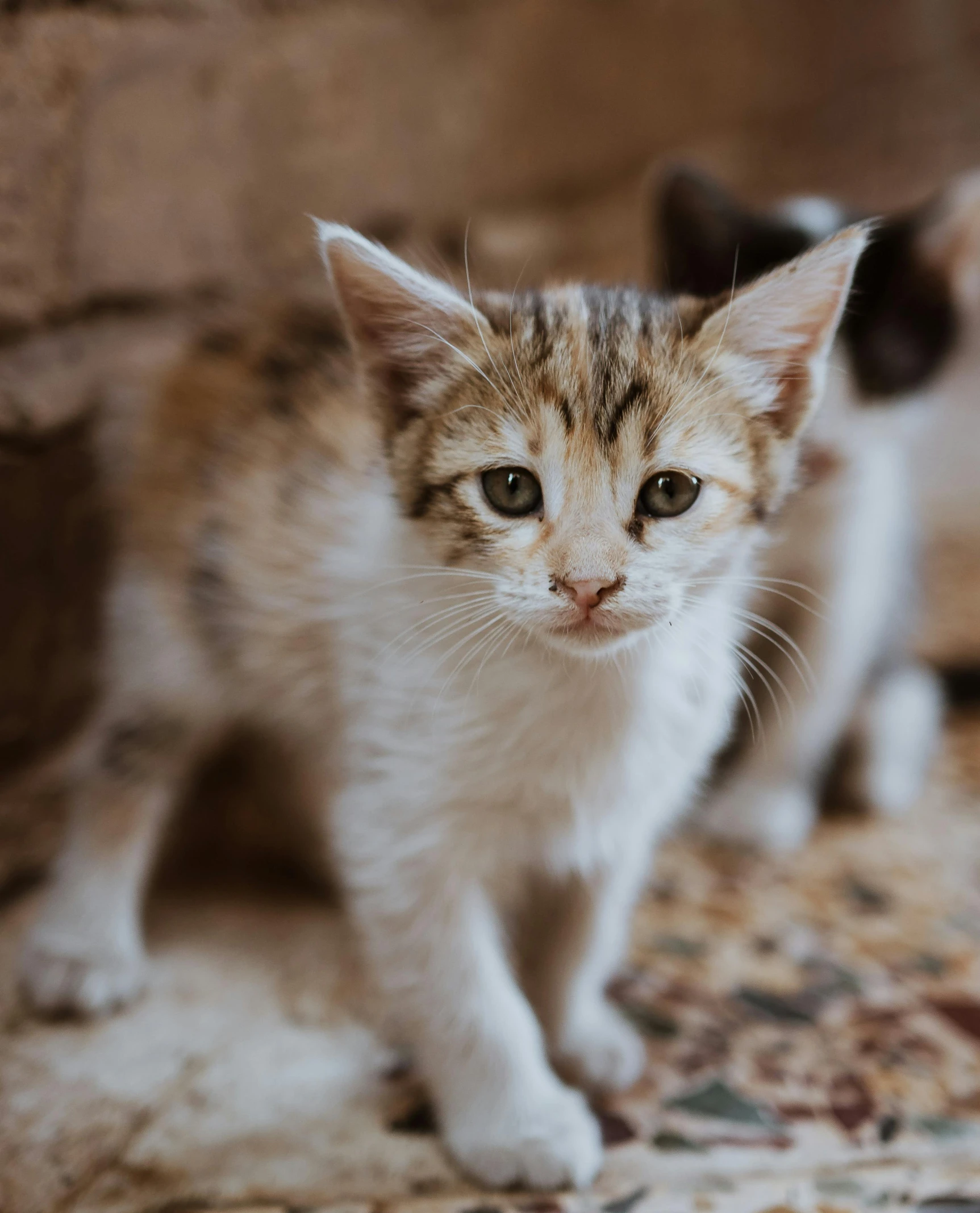 two kittens standing next to each other on a carpet