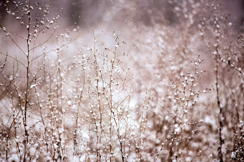 a bunch of plants in some kind of wild flower