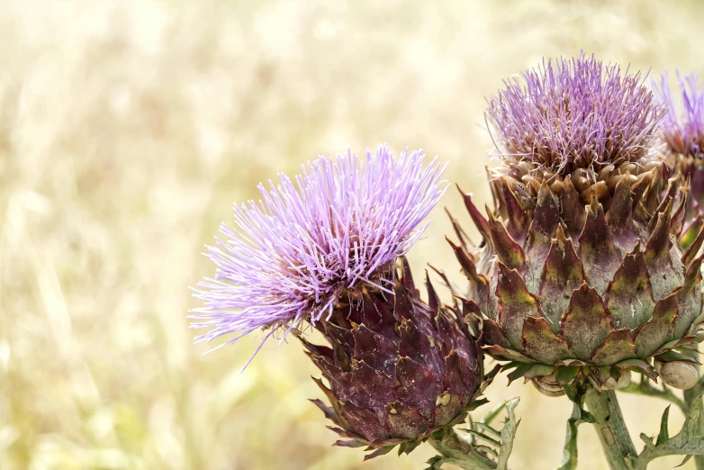 a flower is sitting next to another plant