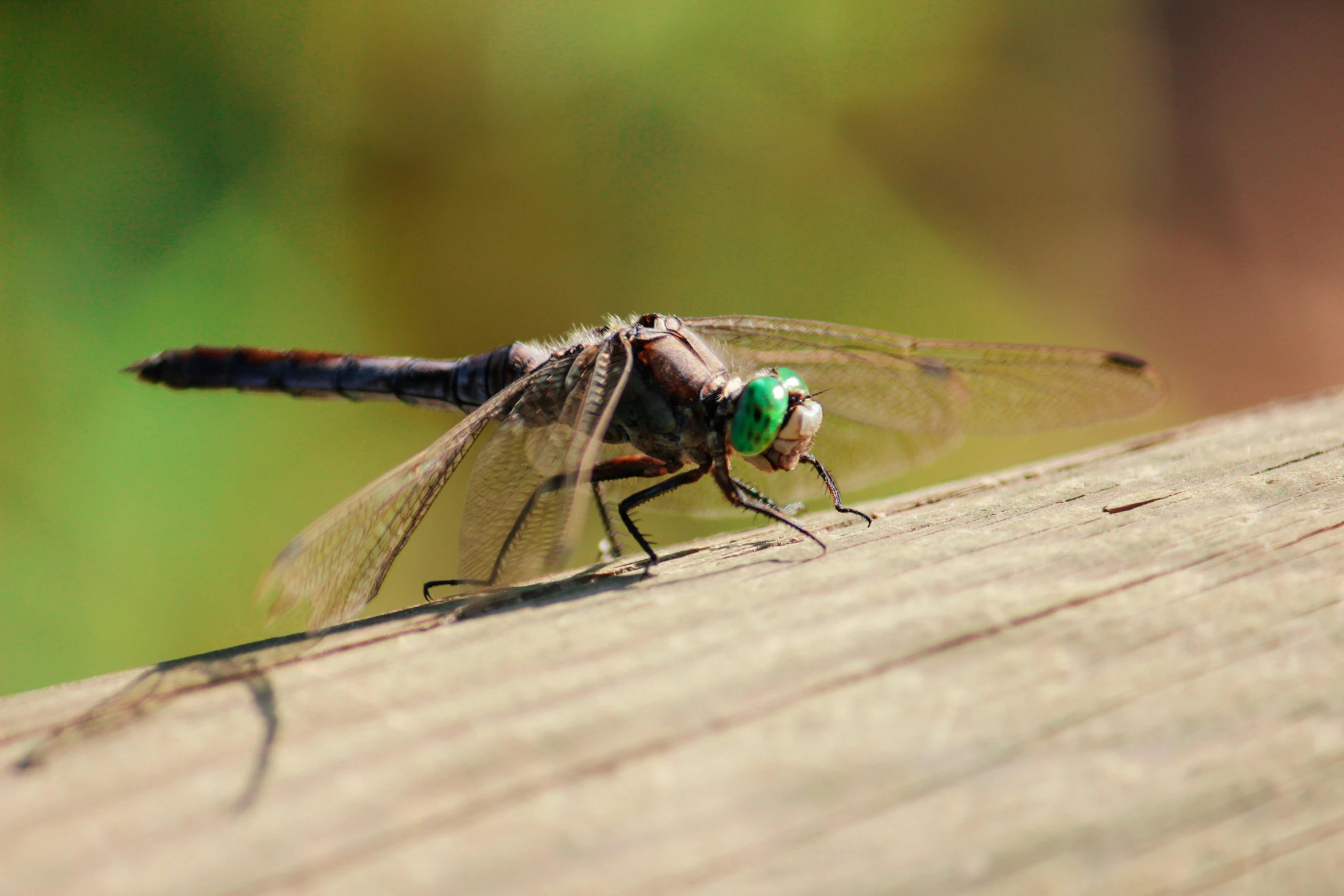 a brown and green dragonfly with long legs is sitting on wood