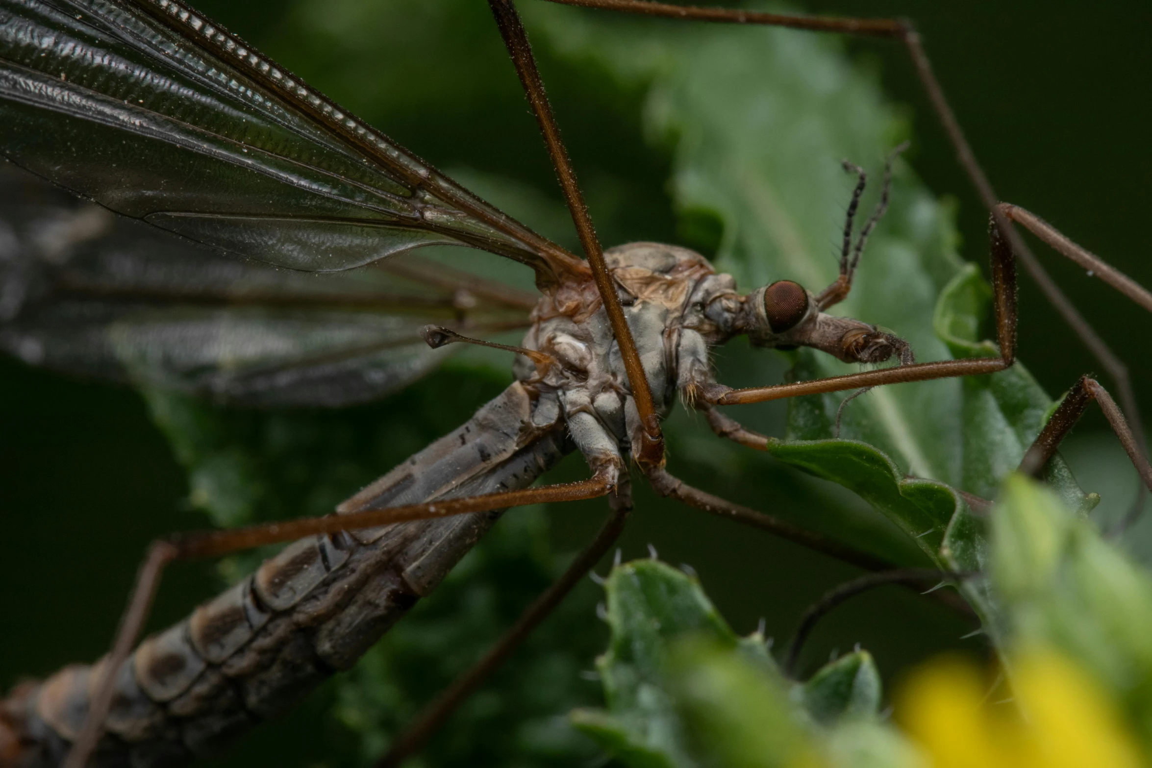 two bugs that are standing on some leaves