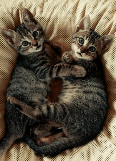 two tabby cats cuddle in a large pet bed