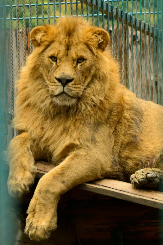 a lion is laying down on the ledge of his habitat