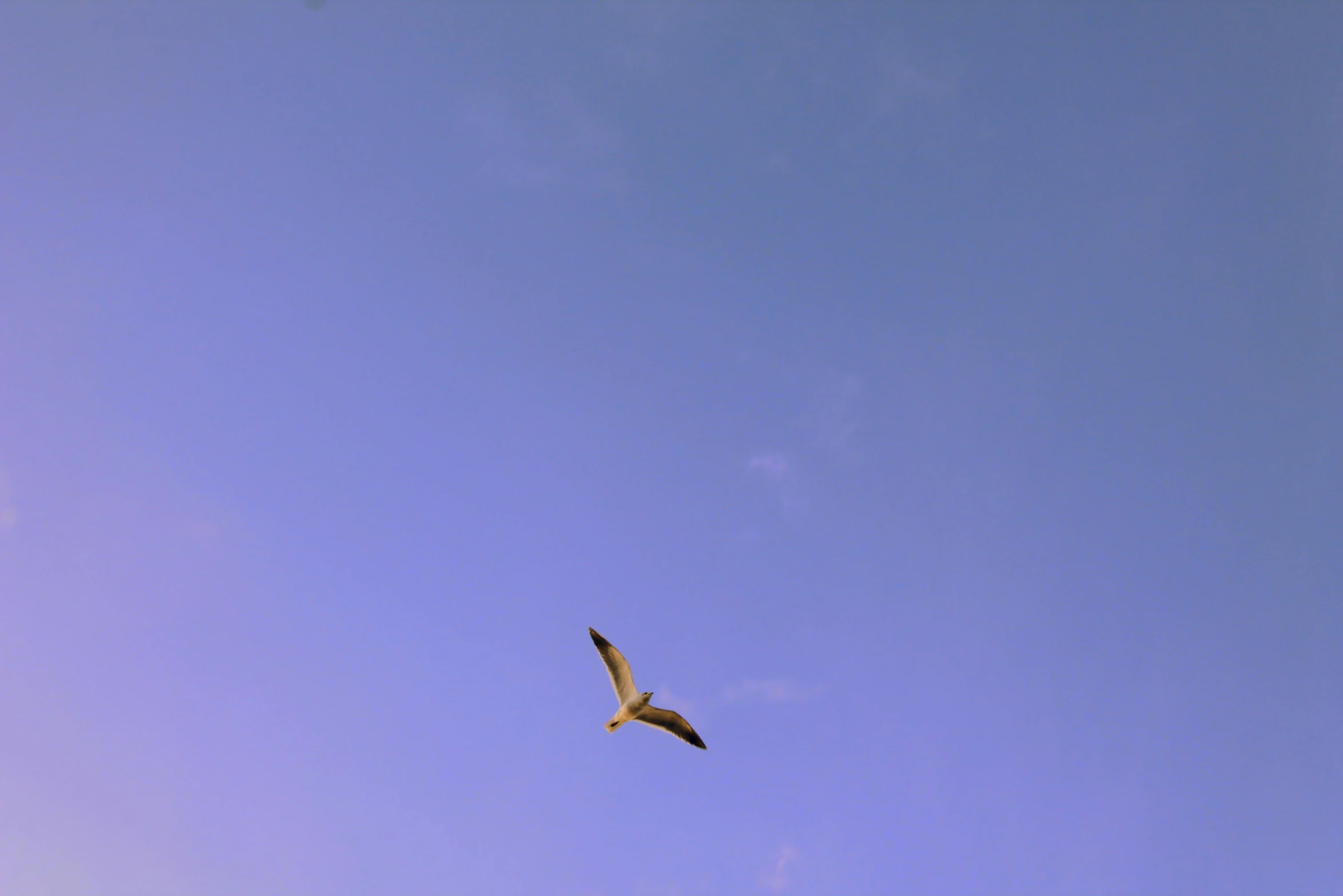 a bird soaring high up in the sky