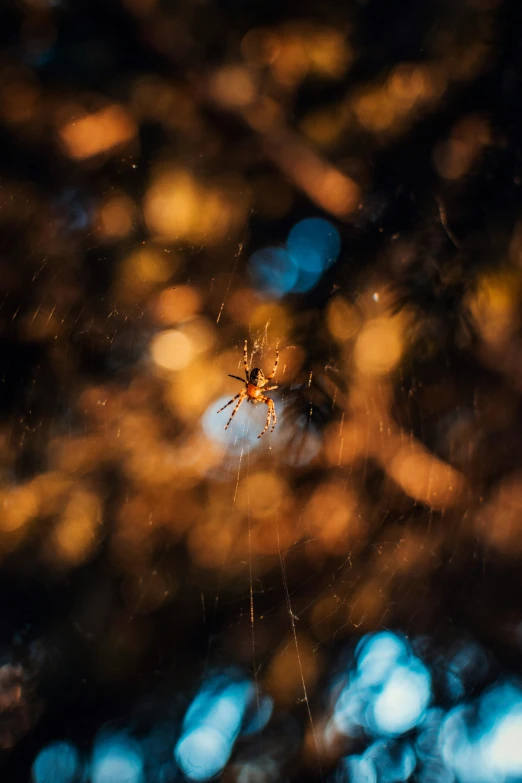 a spider that is hanging from its web in the dark