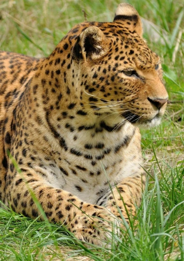 a leopard is resting in the tall grass