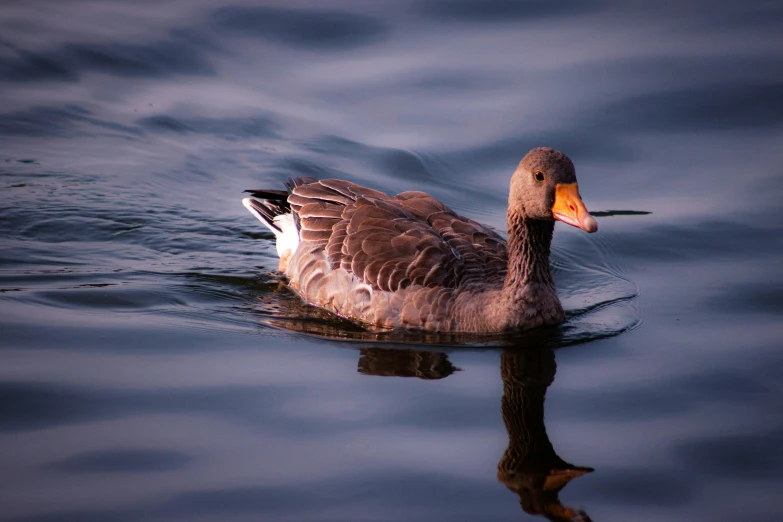 a duck swimming in the water at sunset