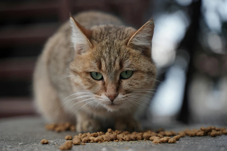 a cat is staring at the camera while eating food