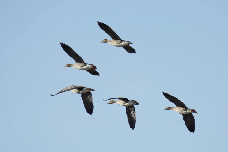 a flock of birds flying through a blue sky