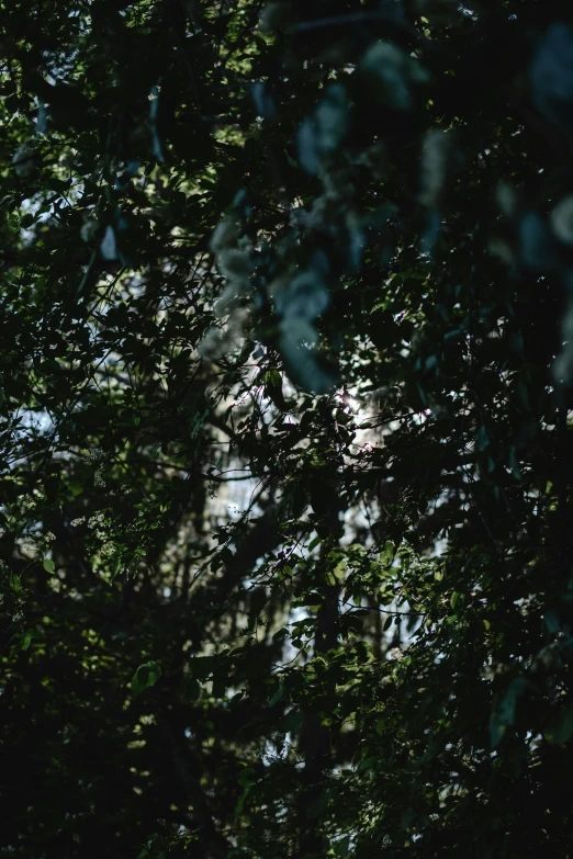 the side view of the tree from below