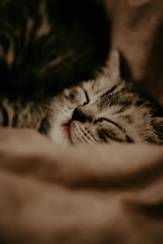 a sleeping cat with its head on the pillow
