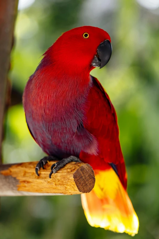 a red and yellow bird sitting on a tree nch