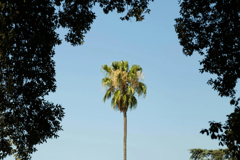 a single palm tree seen through the leaves