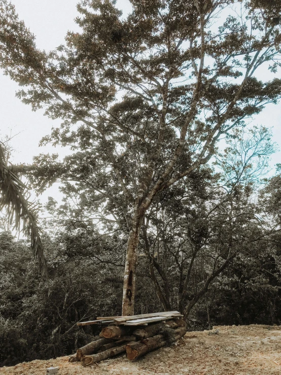 an old stone bench sits next to a tree