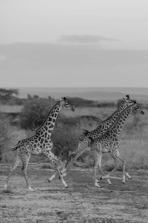 three giraffes walking across a wide field together