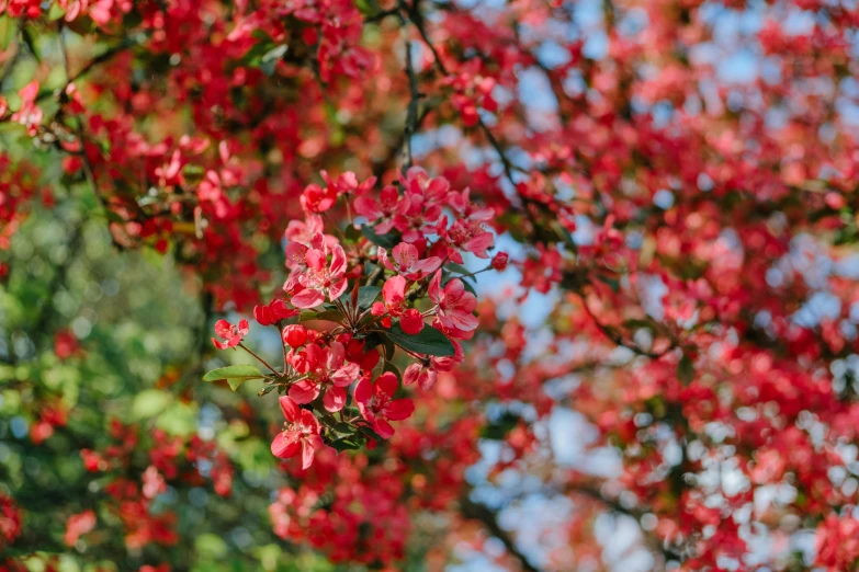 small red flowers are growing on a tree