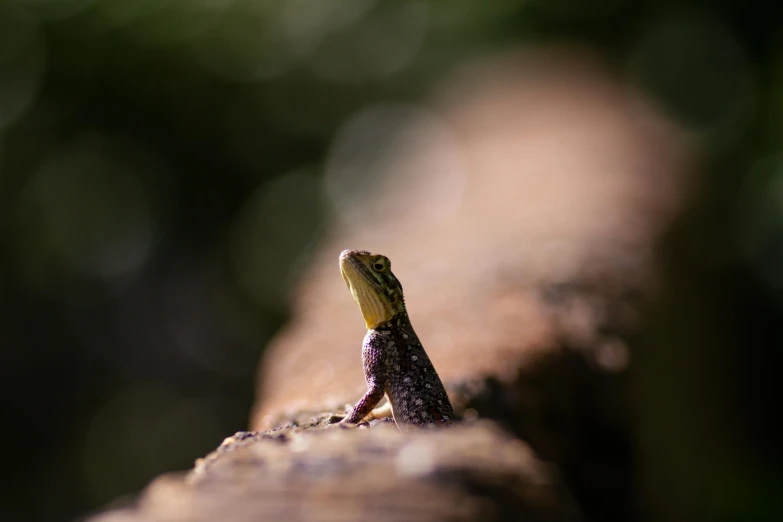 an image of a lizard that is on the edge of a brick