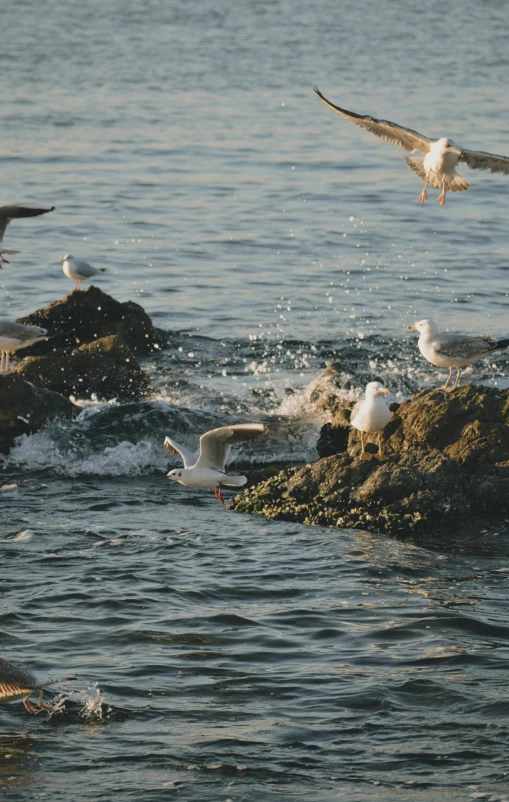 a bunch of birds standing on top of a large rock in the ocean